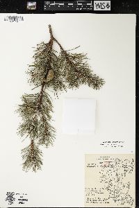 Pinus banksiana image