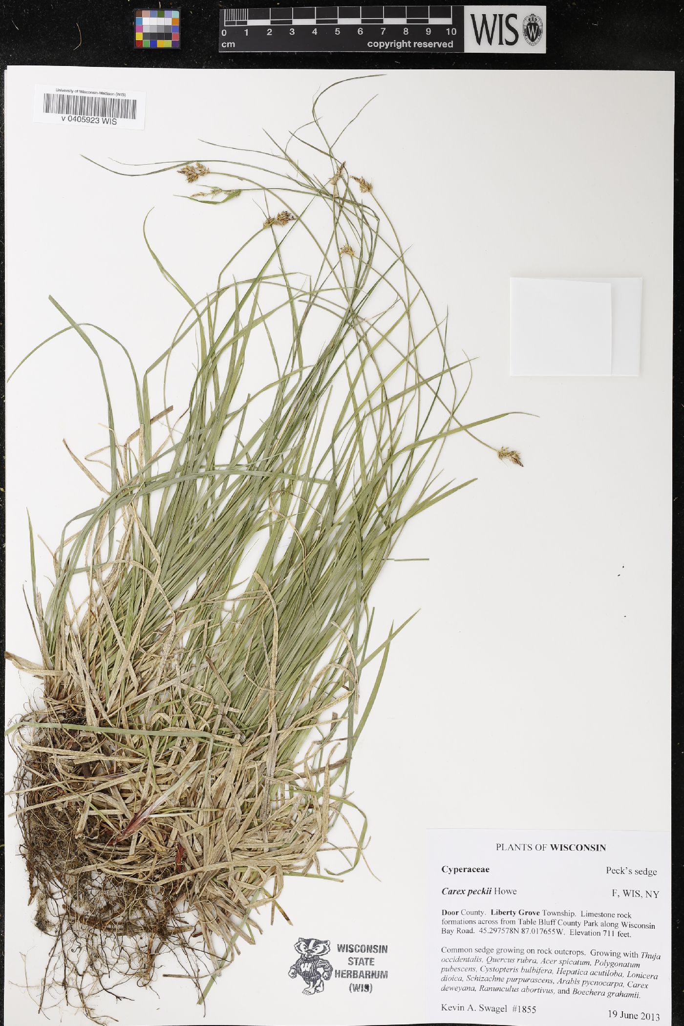 Carex peckii image