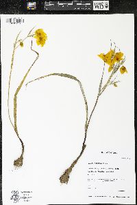 Calochortus amabilis image