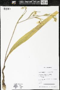 Calochortus albus image