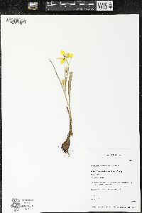 Calochortus monophyllus image