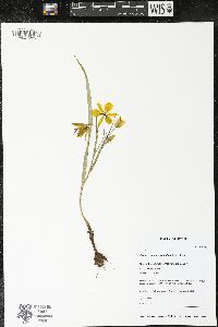 Calochortus monophyllus image