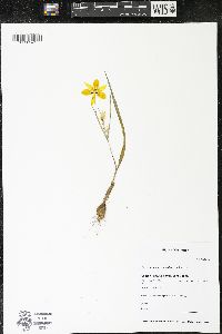 Calochortus monophyllus image