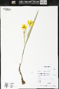 Calochortus monophyllus image