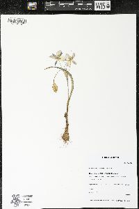 Calochortus tolmiei image