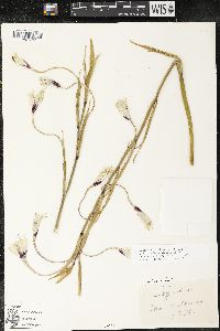 Gladiolus callianthus image