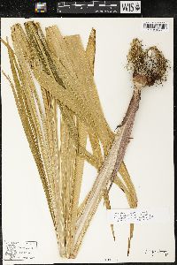 Gladiolus callianthus image