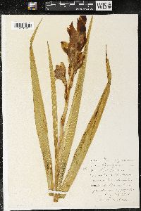 Gladiolus communis image