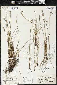 Sisyrinchium septentrionale image