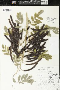 Senna hebecarpa image