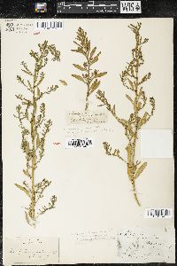 Dysphania ambrosioides var. integrifolia image