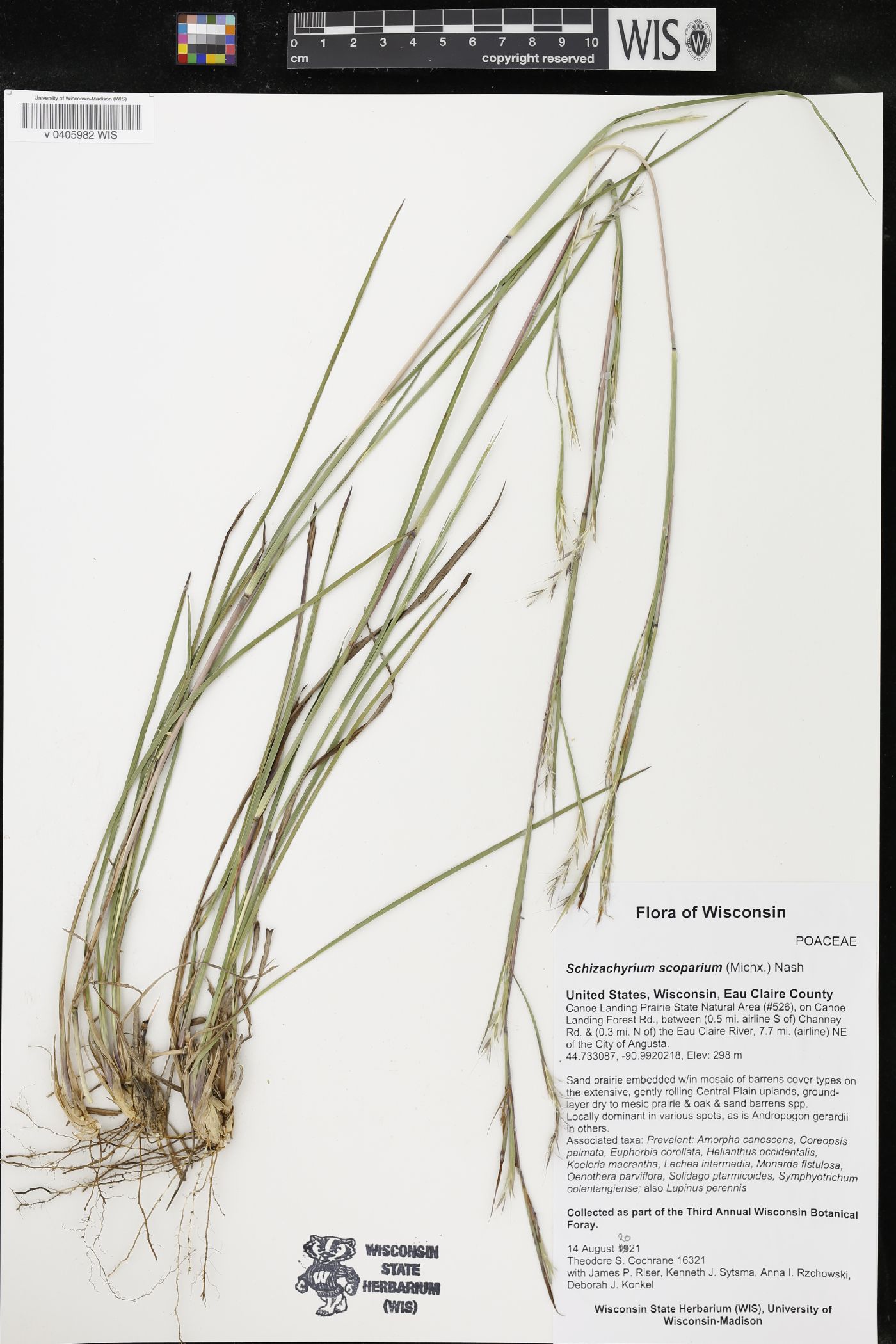 Schizachyrium scoparium image