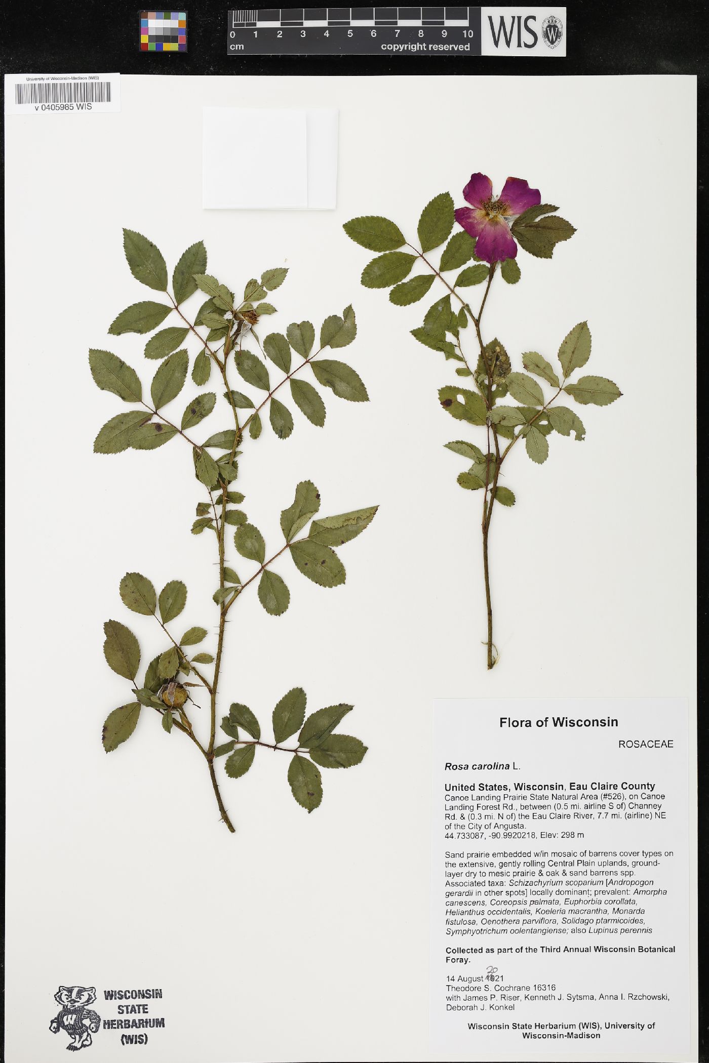 Rosa carolina image