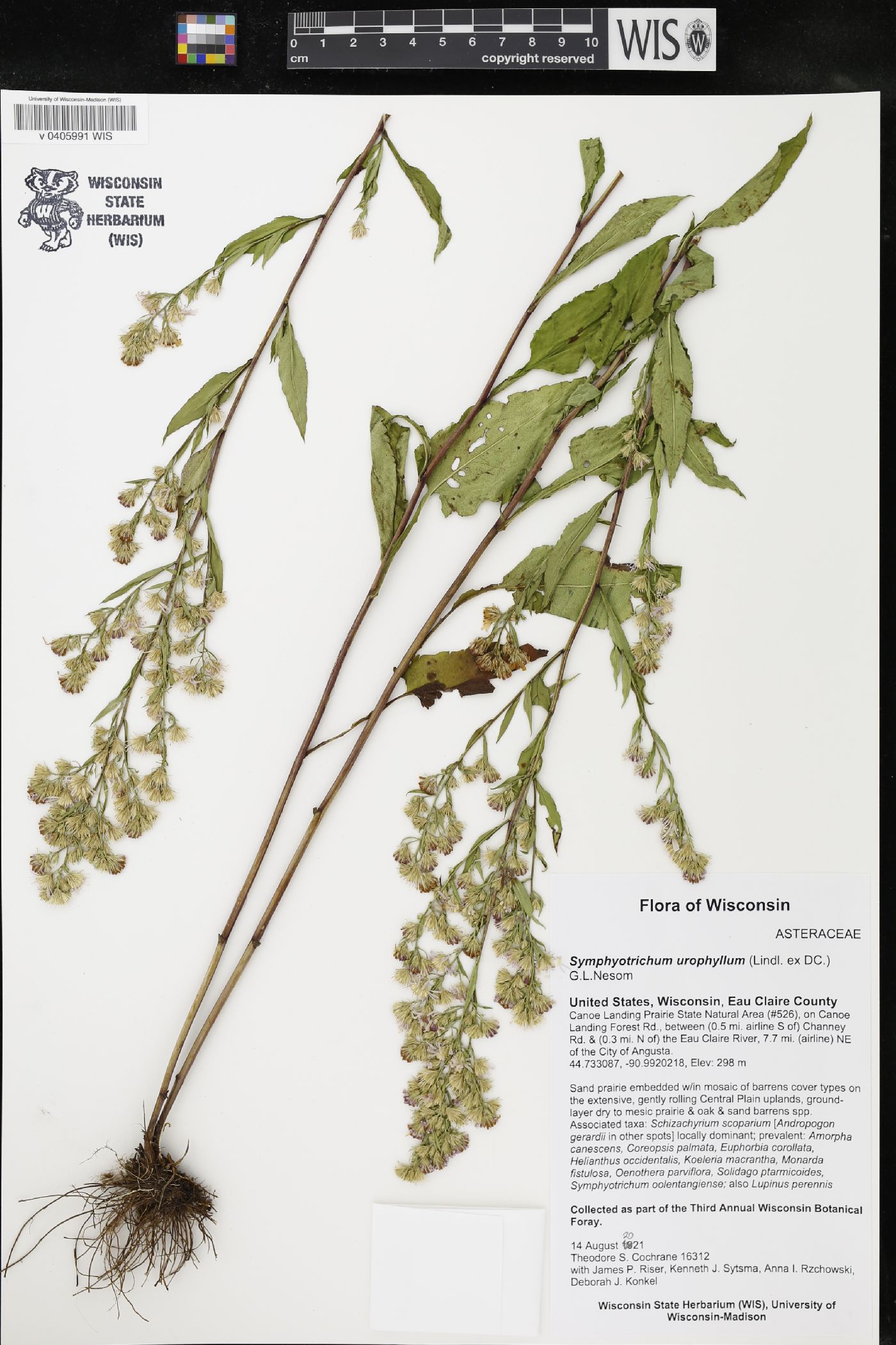 Symphyotrichum urophyllum image