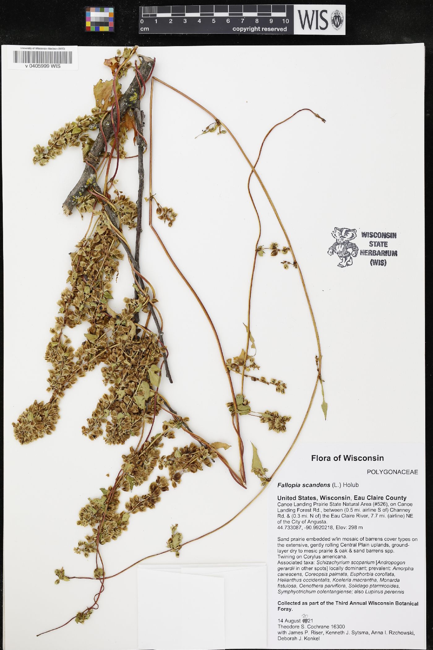 Fallopia scandens image