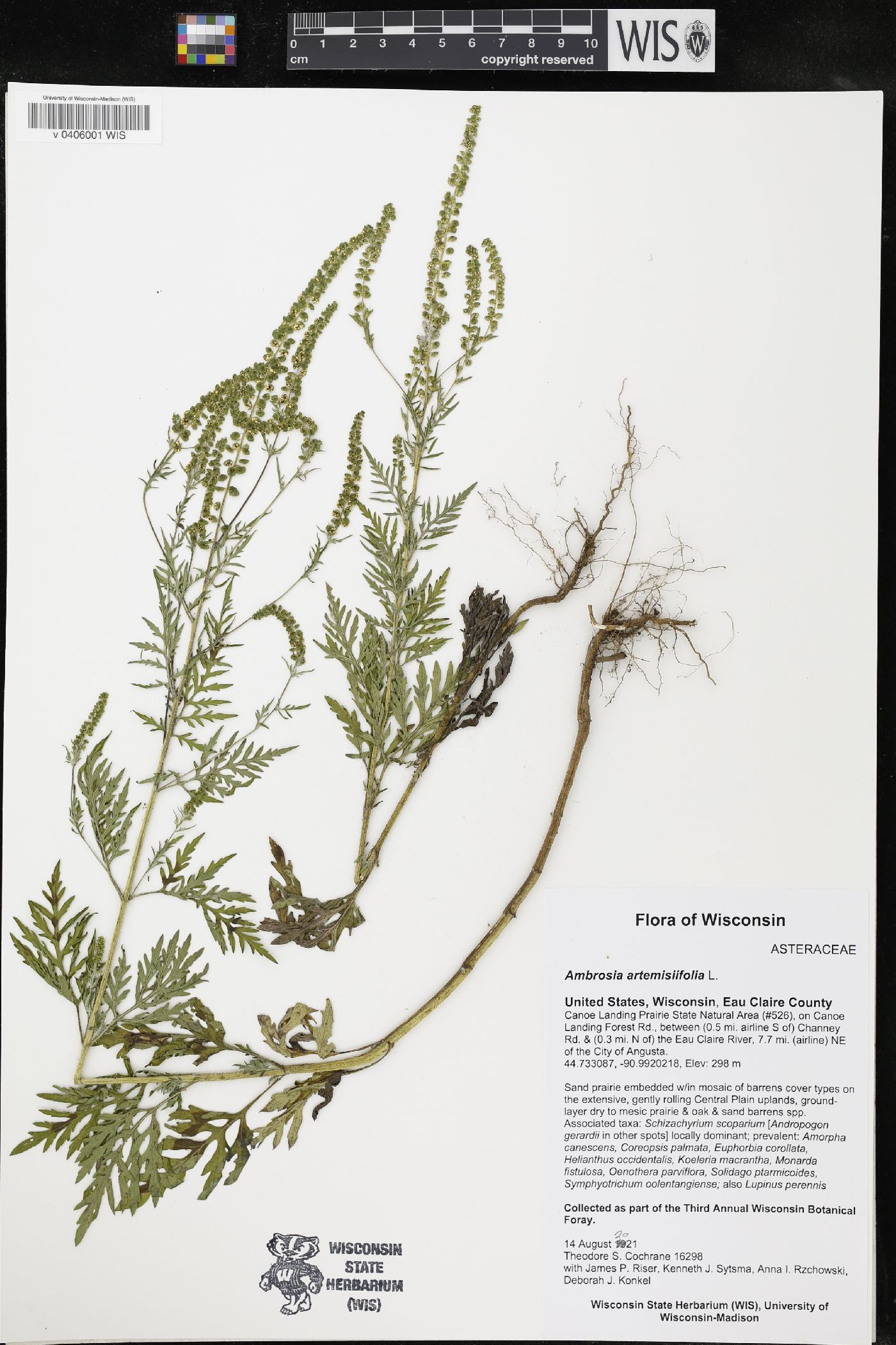 Ambrosia artemisiifolia image