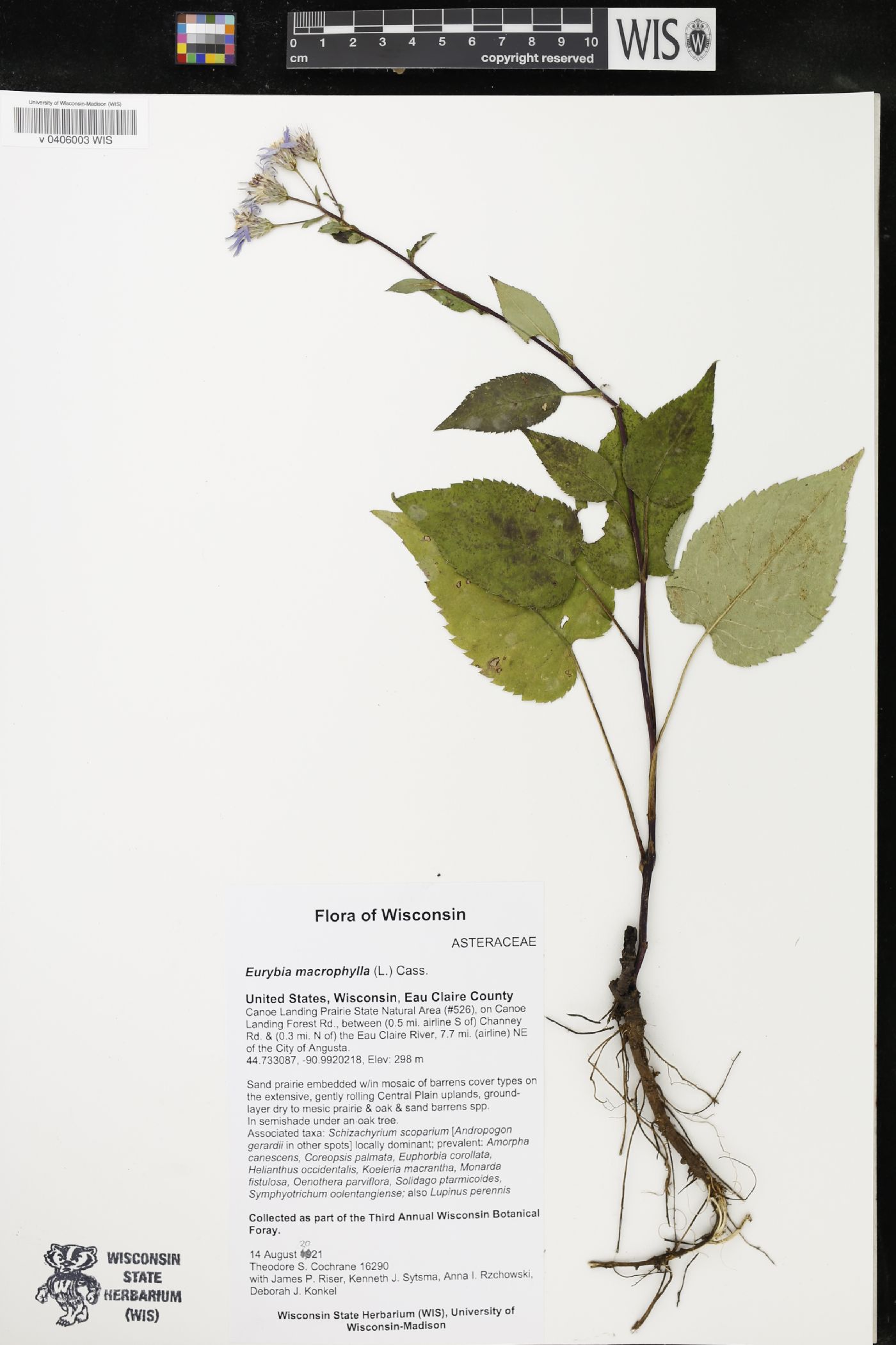 Eurybia macrophylla image