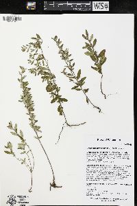 Crocanthemum bicknellii image