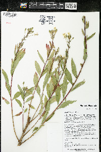 Oenothera parviflora image