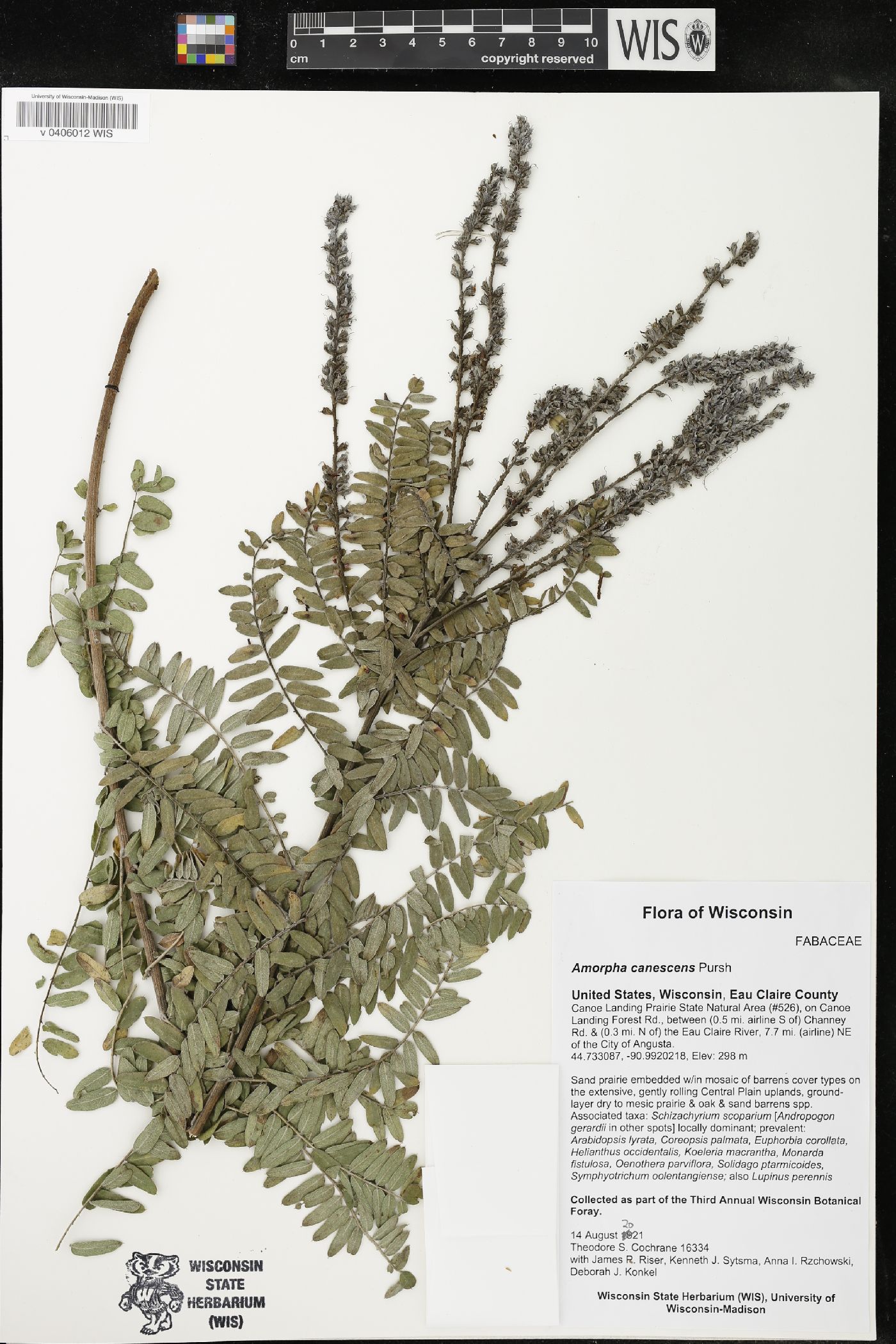 Amorpha canescens image