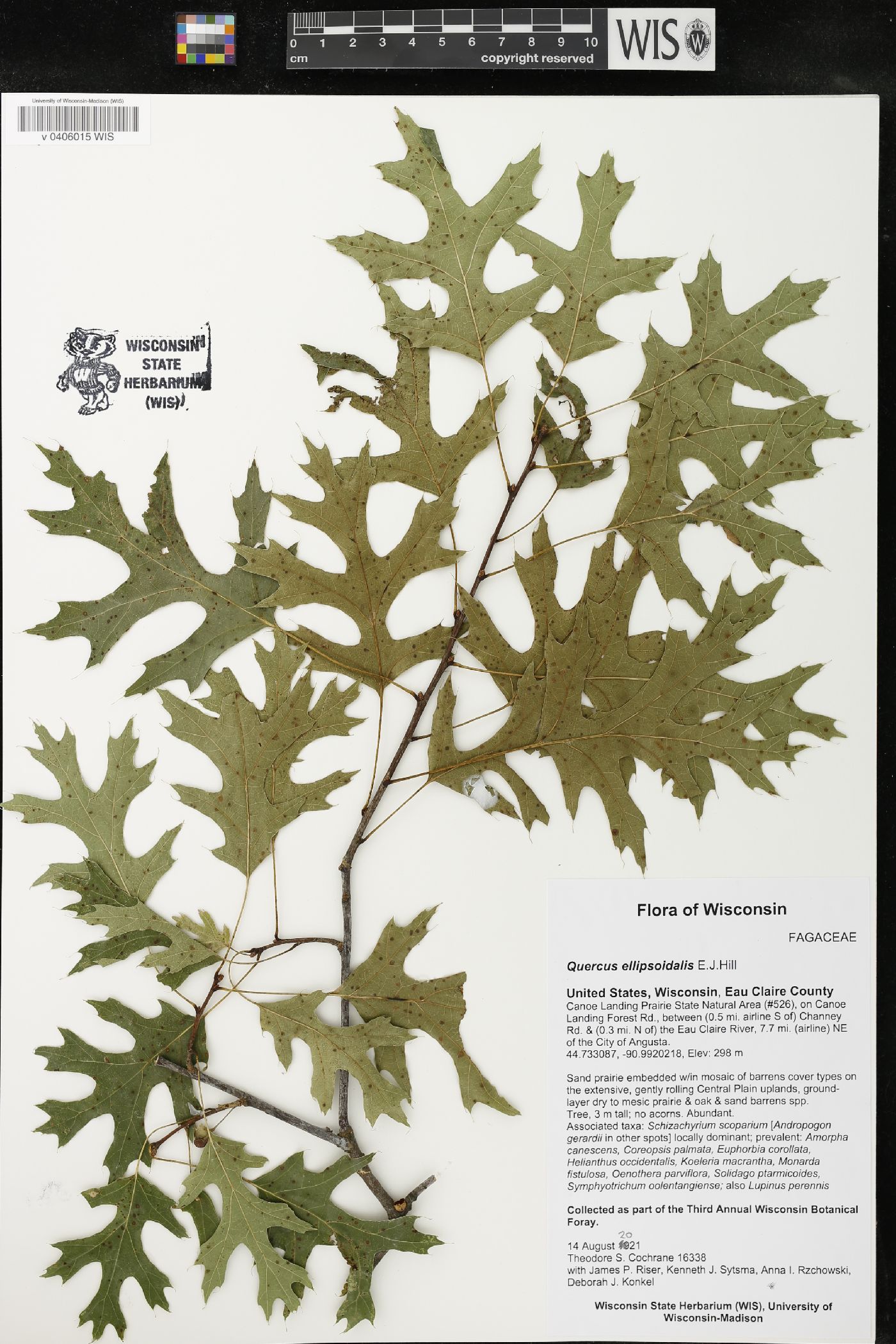 Quercus ellipsoidalis image