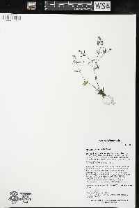 Houstonia longifolia image