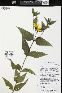 Helianthus strumosus image