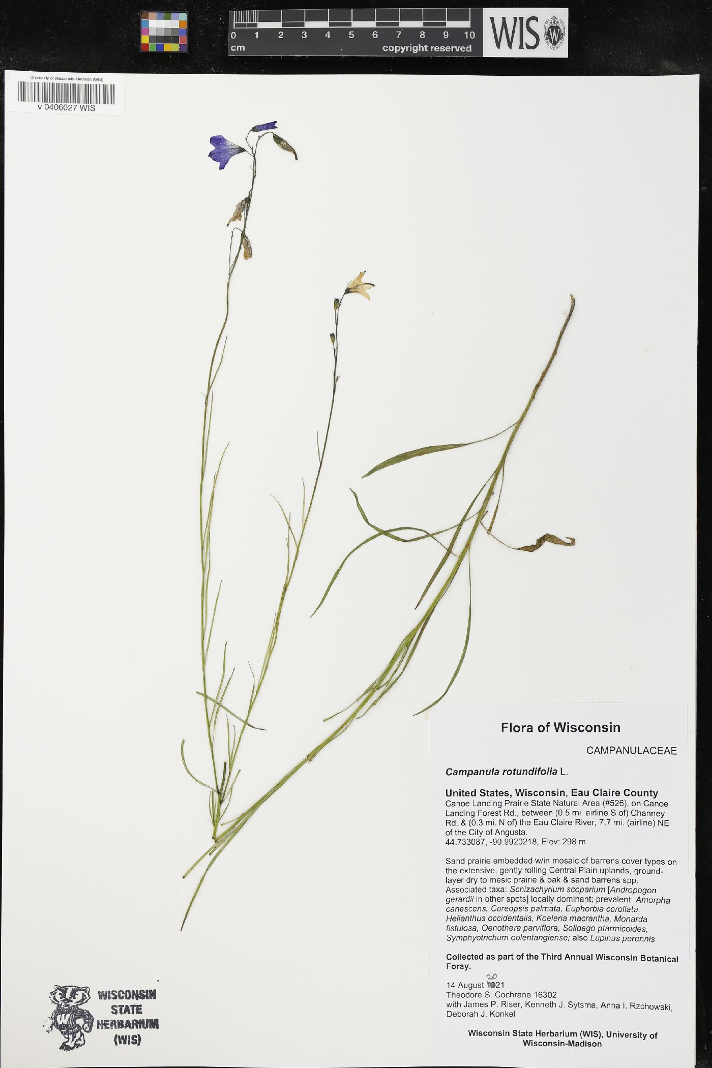 Campanula rotundifolia image