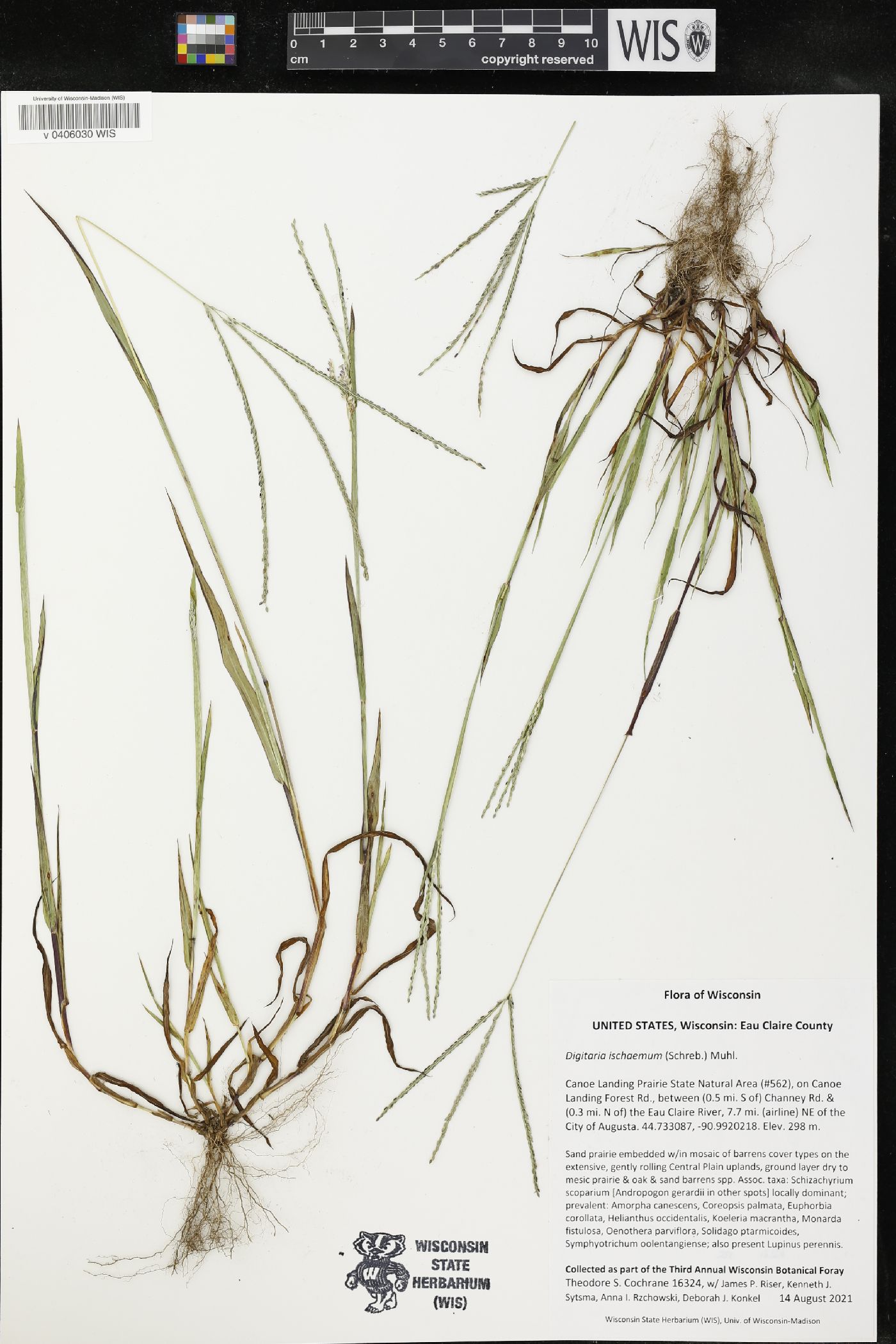 Digitaria ischaemum image