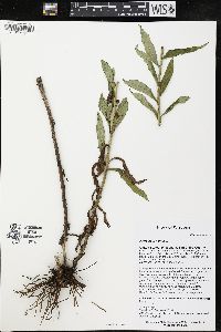 Hieracium kalmii image