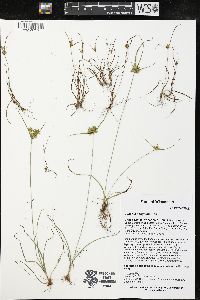 Cyperus houghtonii image