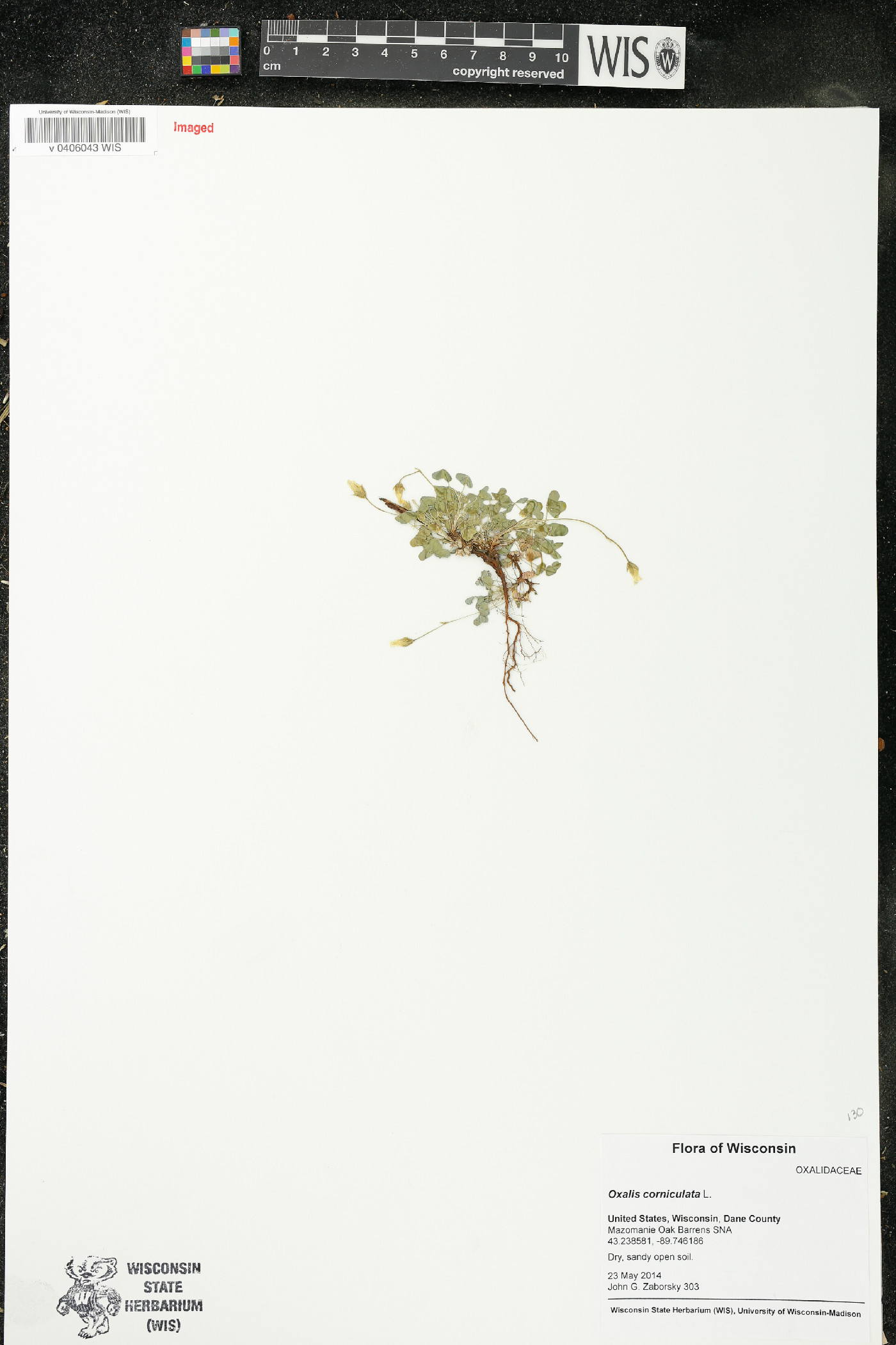 Oxalis corniculata image