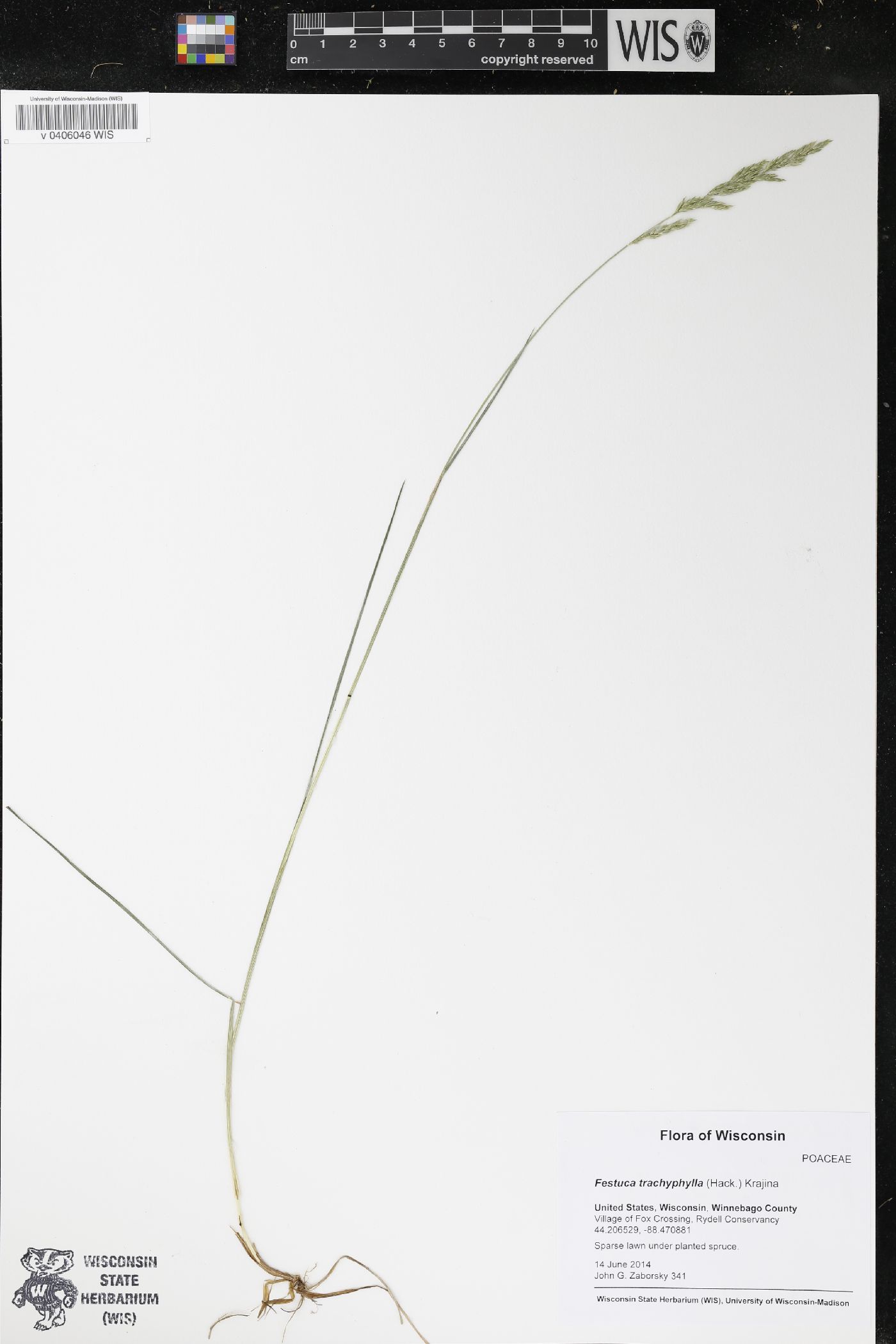 Festuca trachyphylla image