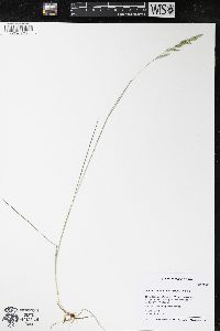 Festuca trachyphylla image