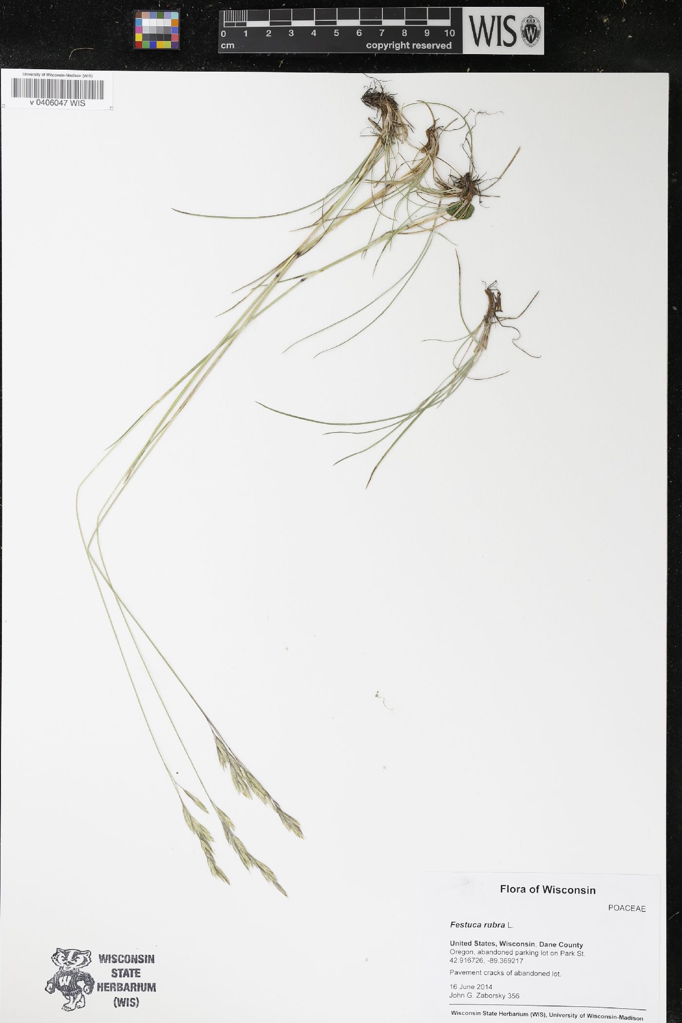 Festuca rubra image