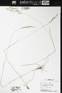 Festuca trachyphylla image