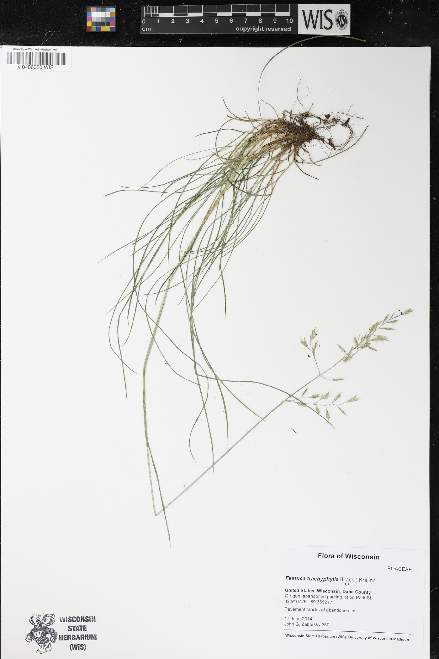 Festuca trachyphylla image