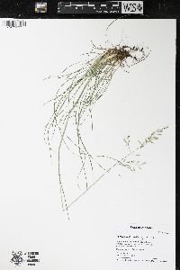 Festuca trachyphylla image