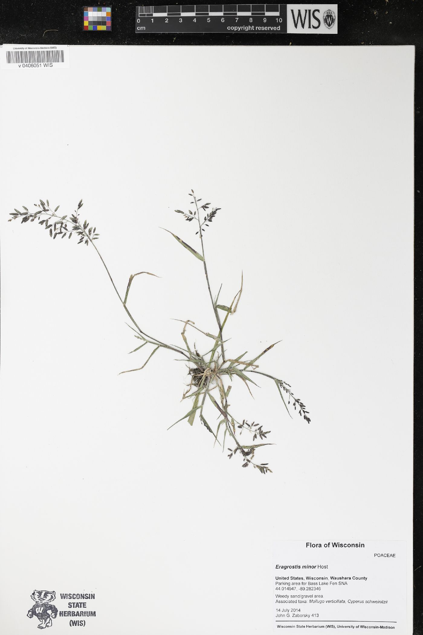 Eragrostis minor image