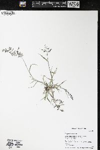 Eragrostis minor image