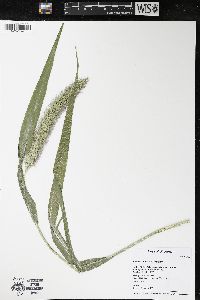 Setaria faberi image