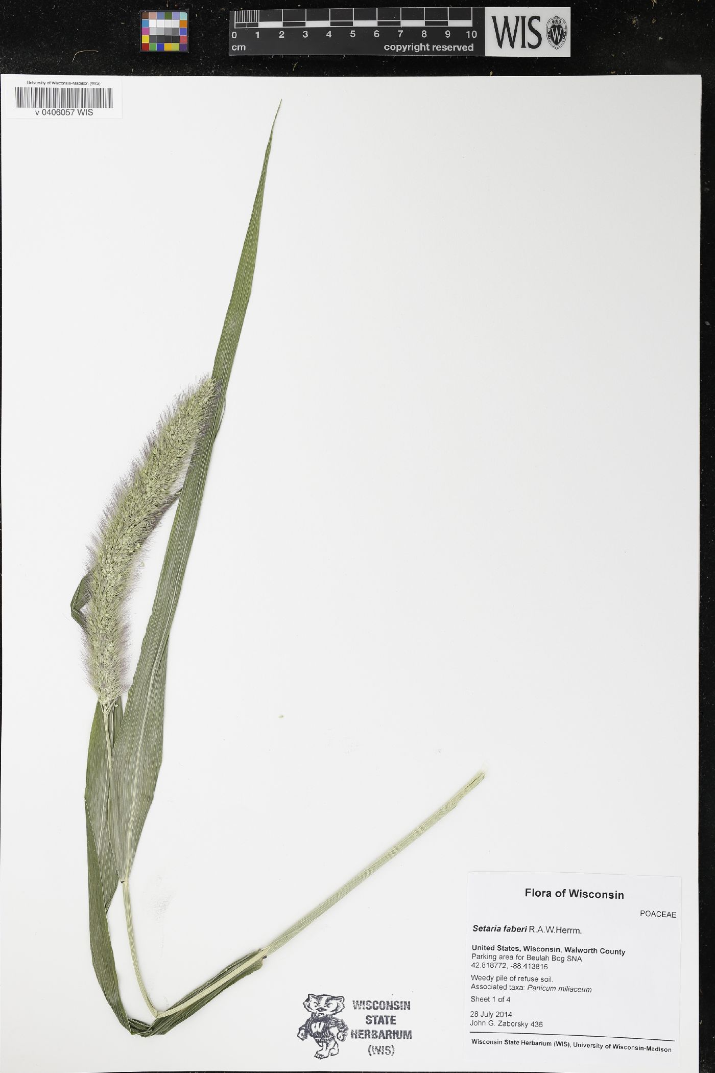 Setaria faberi image