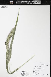 Setaria faberi image