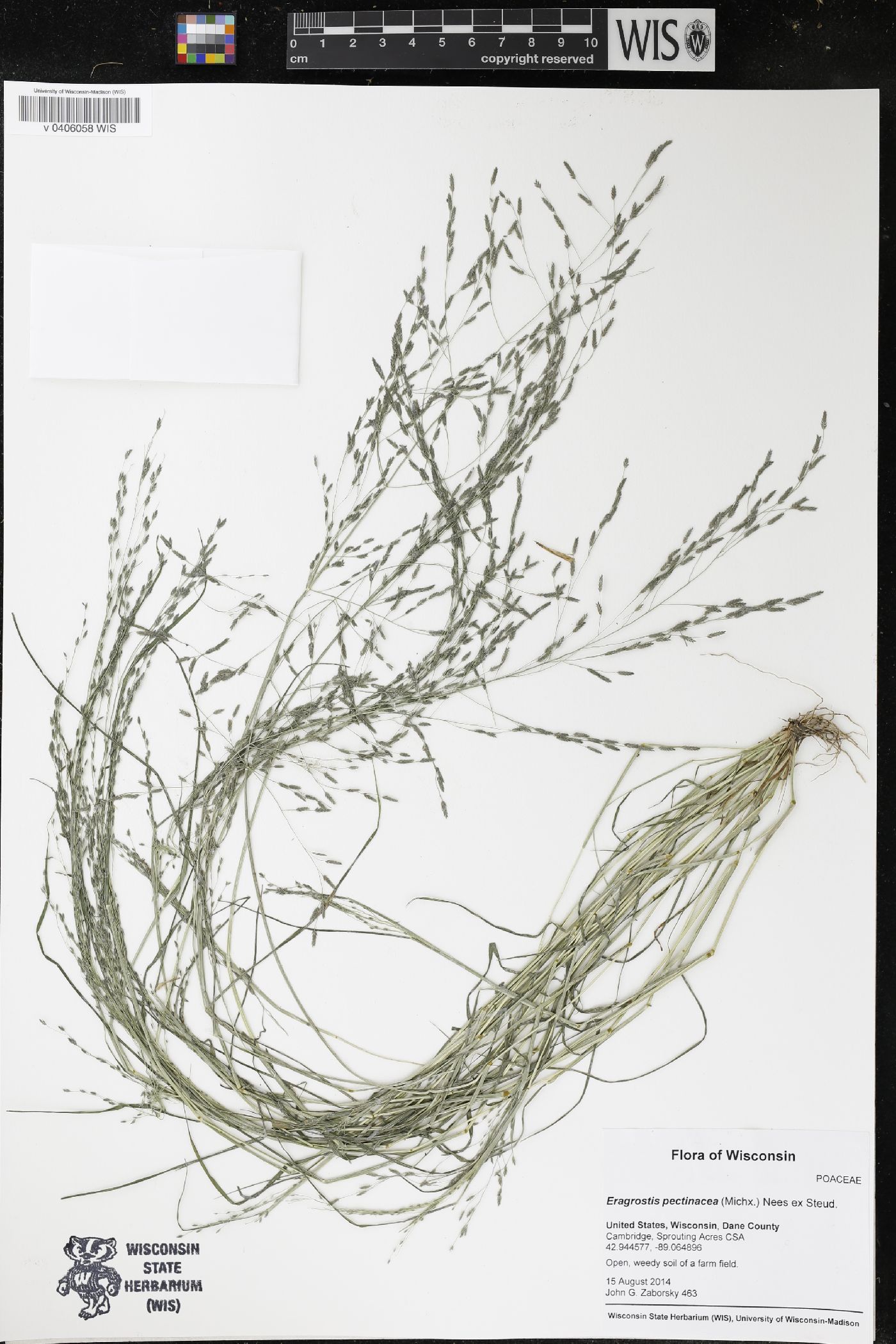 Eragrostis pectinacea image
