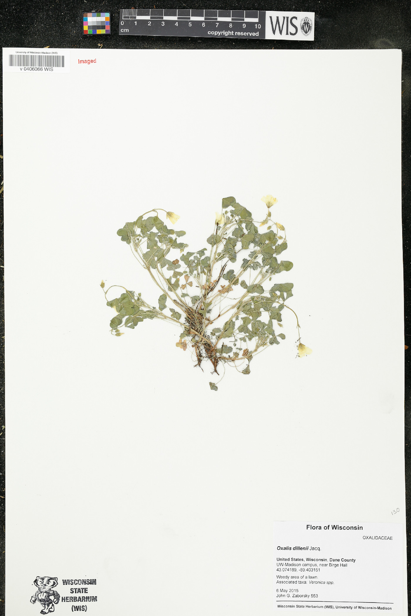Oxalis dillenii image