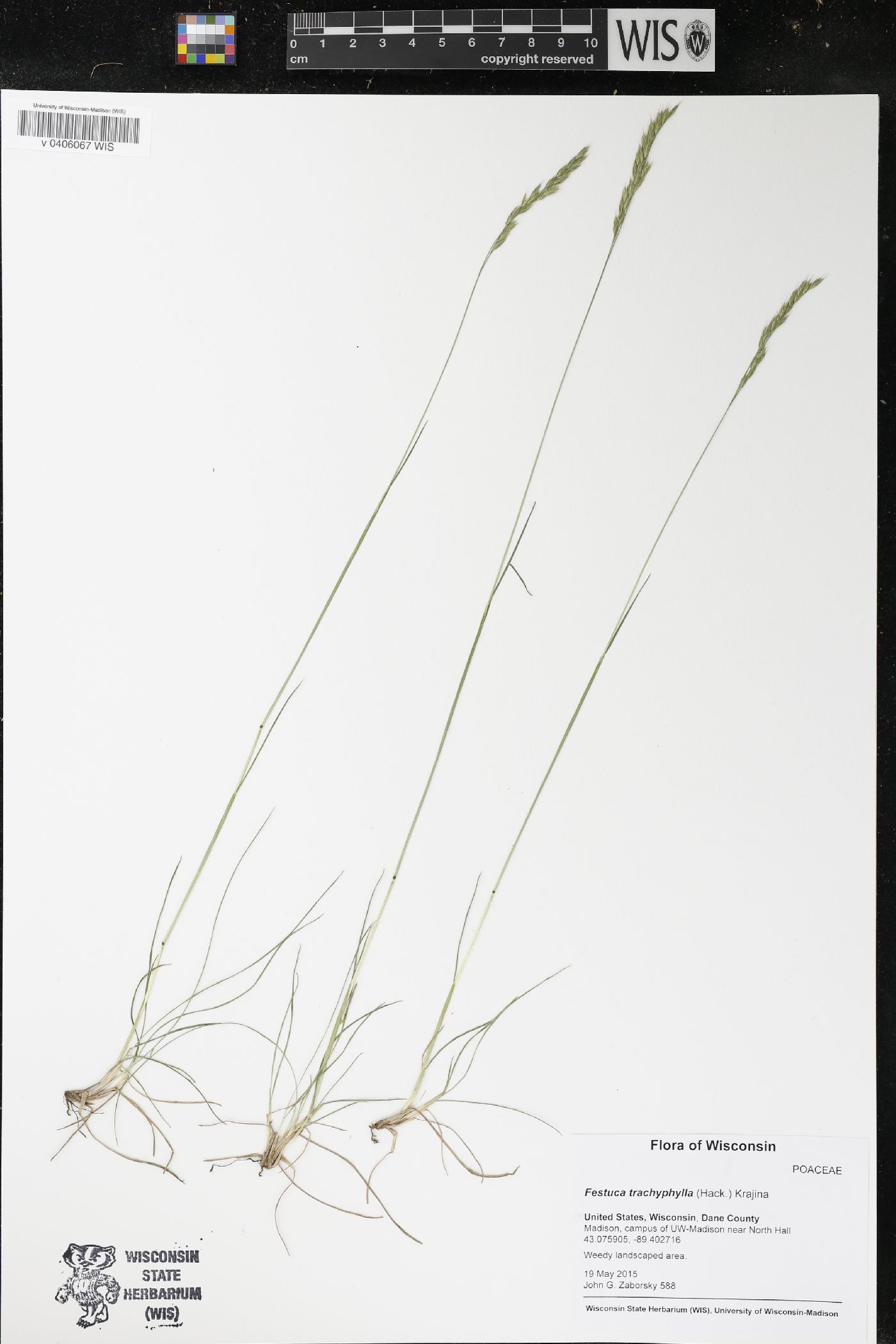 Festuca trachyphylla image