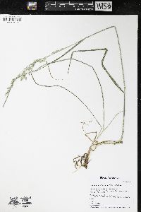 Lolium arundinaceum image