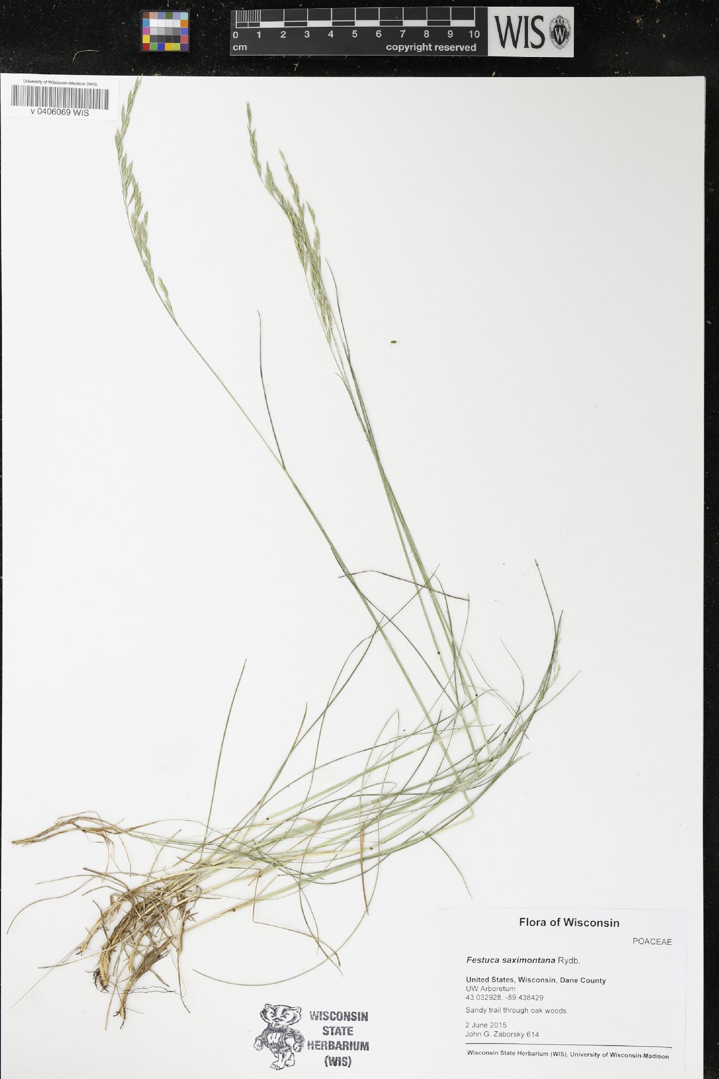 Festuca saximontana image