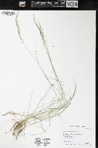 Festuca saximontana image