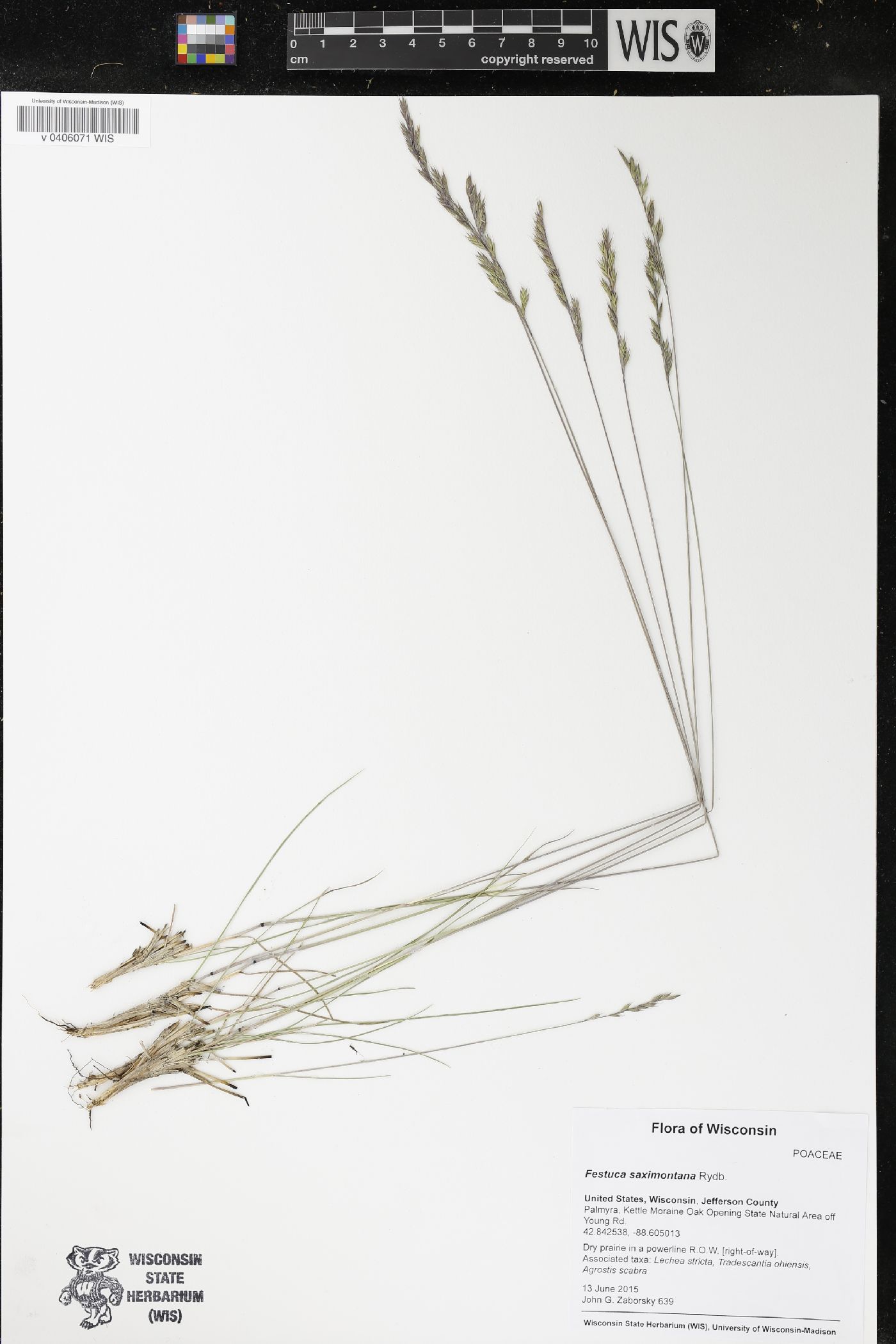 Festuca saximontana image
